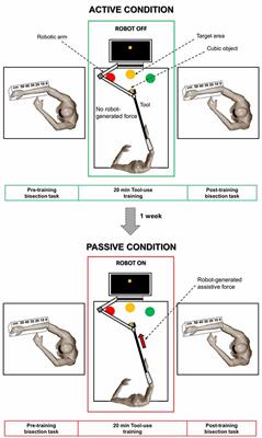 How Tool-Use Shapes Body Metric Representation: Evidence From Motor Training With and Without Robotic Assistance